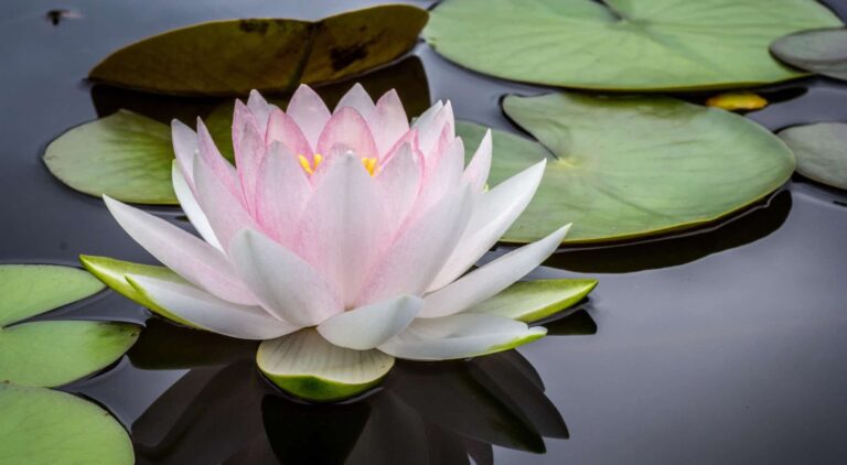 Malayalee Ayurveda & Panchakarma Massage Brampton