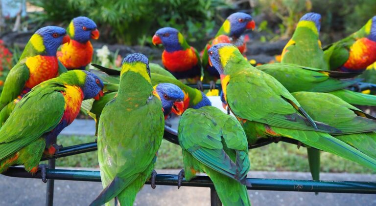 Malayali Pet Bird Boarding Services